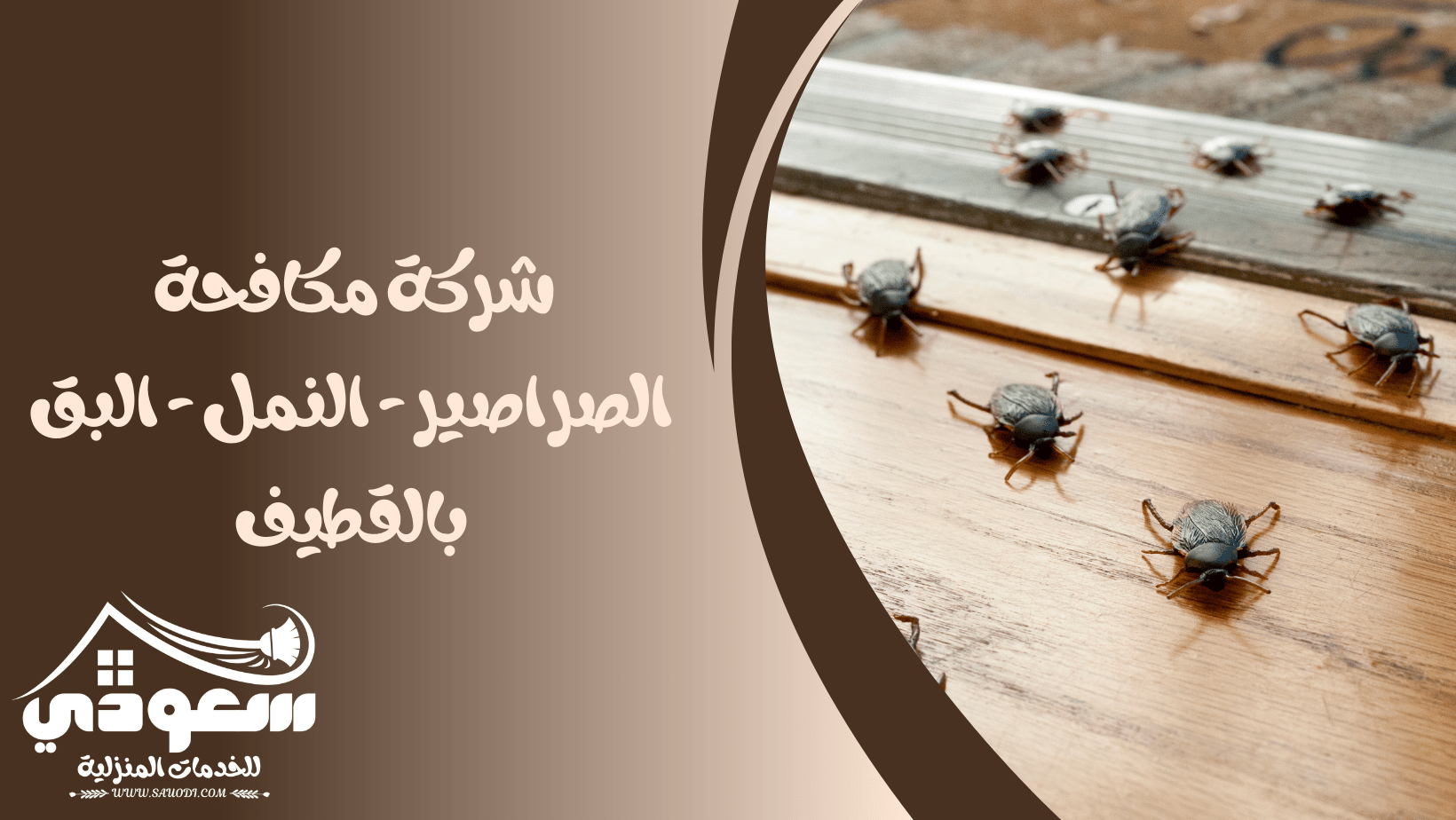 مكافحة النمل والبق والصراصير بالقطيف